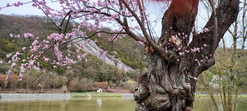 La Meuse vue de Hastière