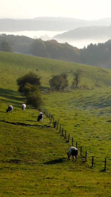 Une région verte où l’herbe est si tendre (c) Parkoers