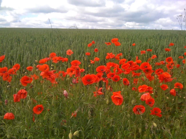 Des champs à perte de vue (c) Parkoers